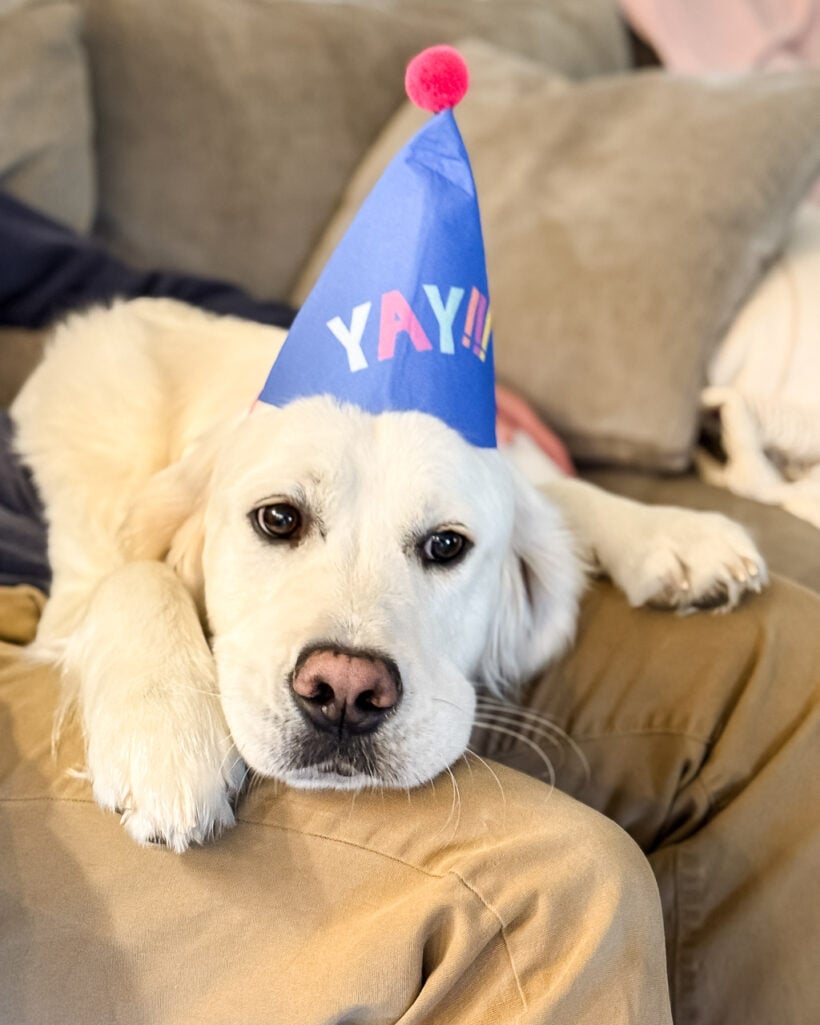 English Cream Golden Retriever with birthday hat on